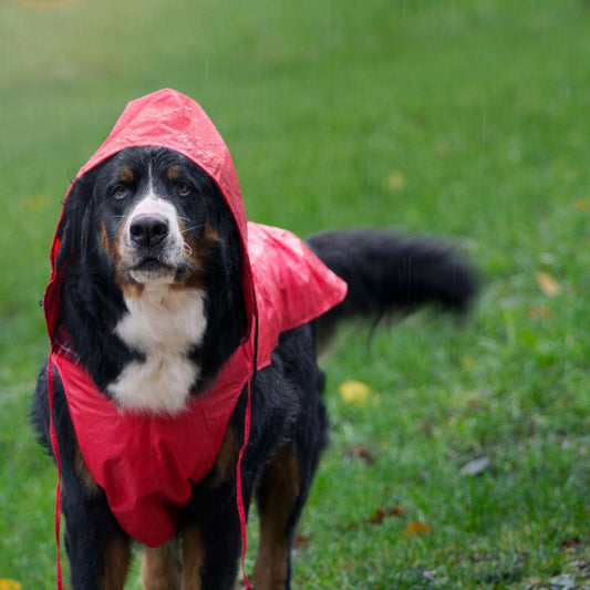 Qué hacer con tu perro los días de lluvia