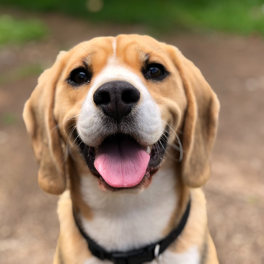 ¿Por qué mi perro se come cosas del suelo?