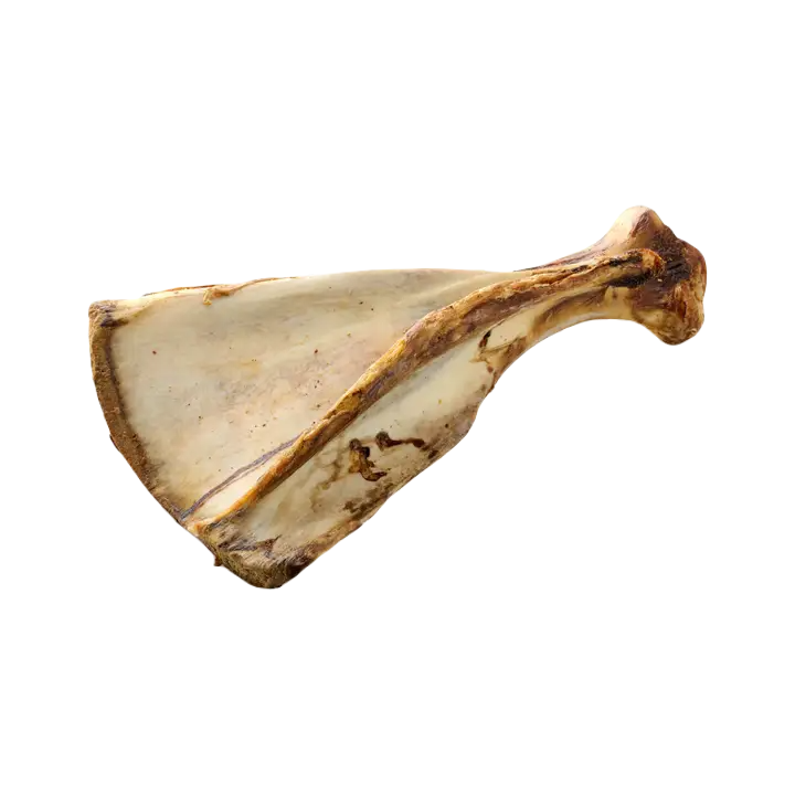 Omóplato bovino XXL