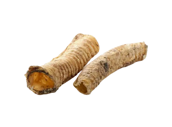Tráquea de camello