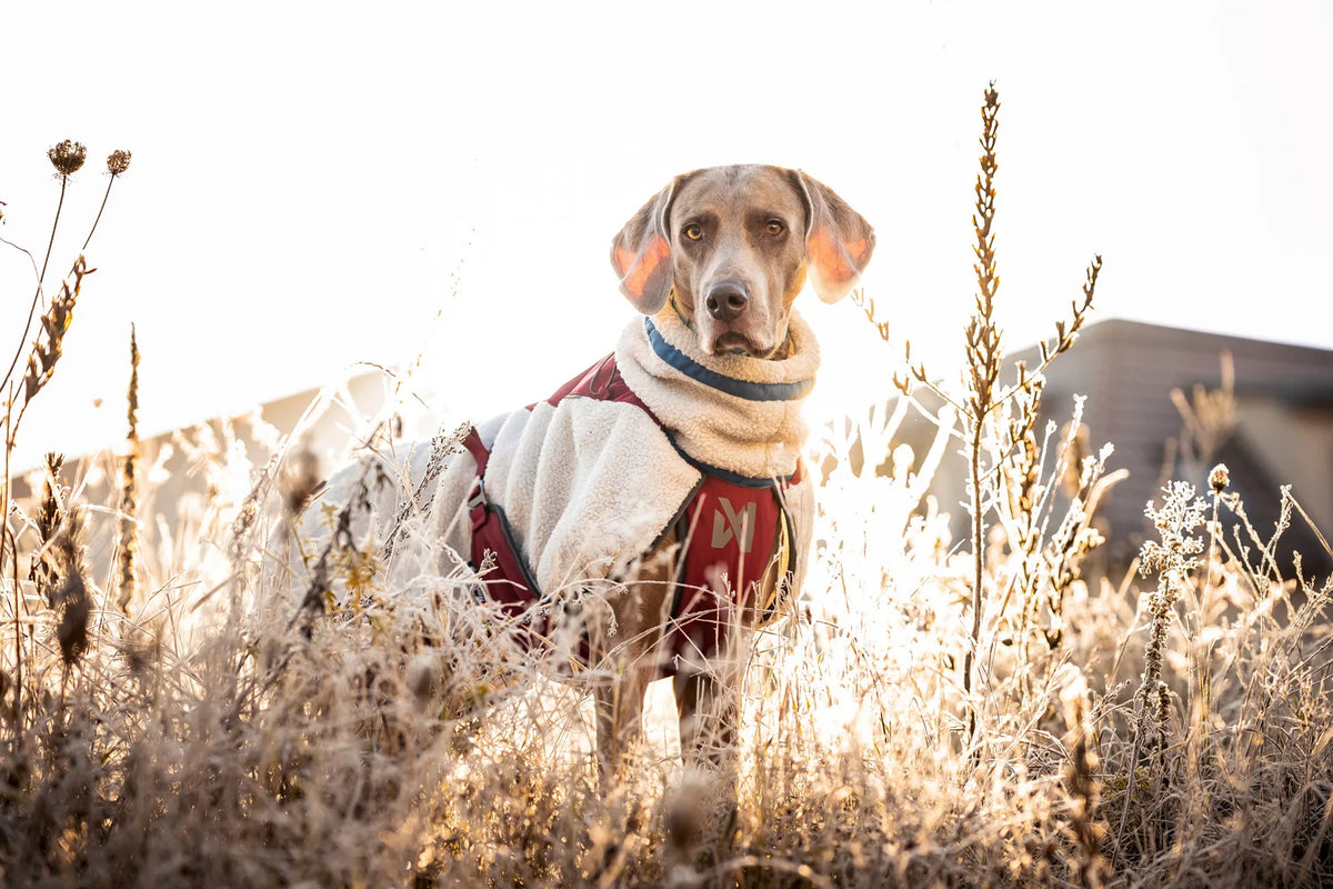 NON STOP DOGWEAR Trekking fleeced dog jacket