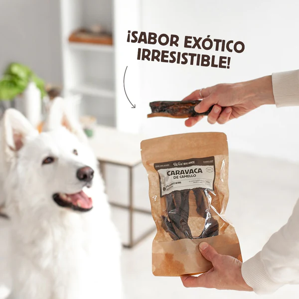 La caravaca de camello es un snack natural de dureza alta ideal para perros con alergias. Descubre más en Shop Animal Spirit