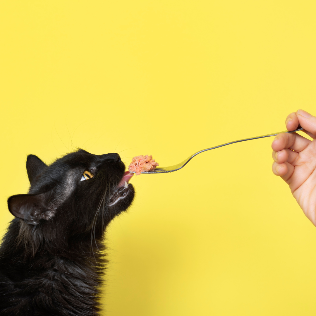 5 de las mejores marcas de comida húmeda para tu gato