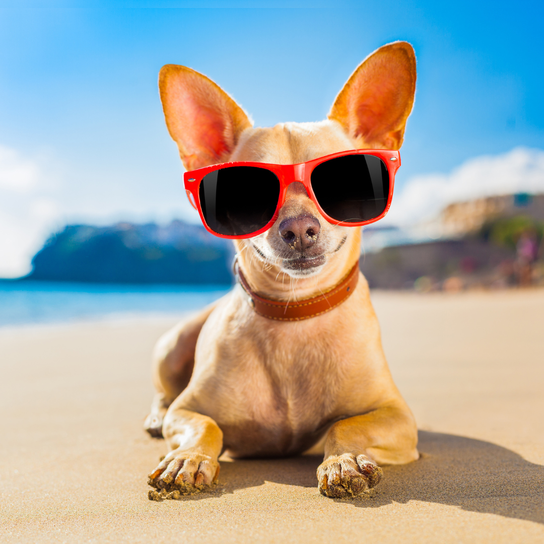 Consejos para el verano si tienes perro