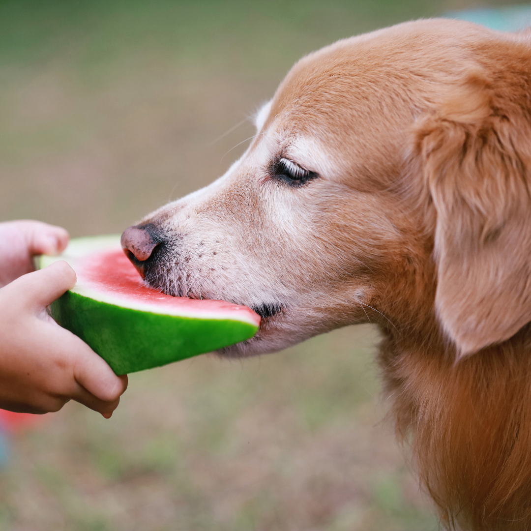 5 alimentos tóxicos para tu perro y sus síntomas - uvas, nueces de macadamia, chocolate, alcohol y café