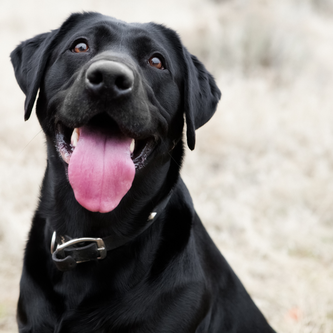 Como desparasitar a tu perro de forma natural