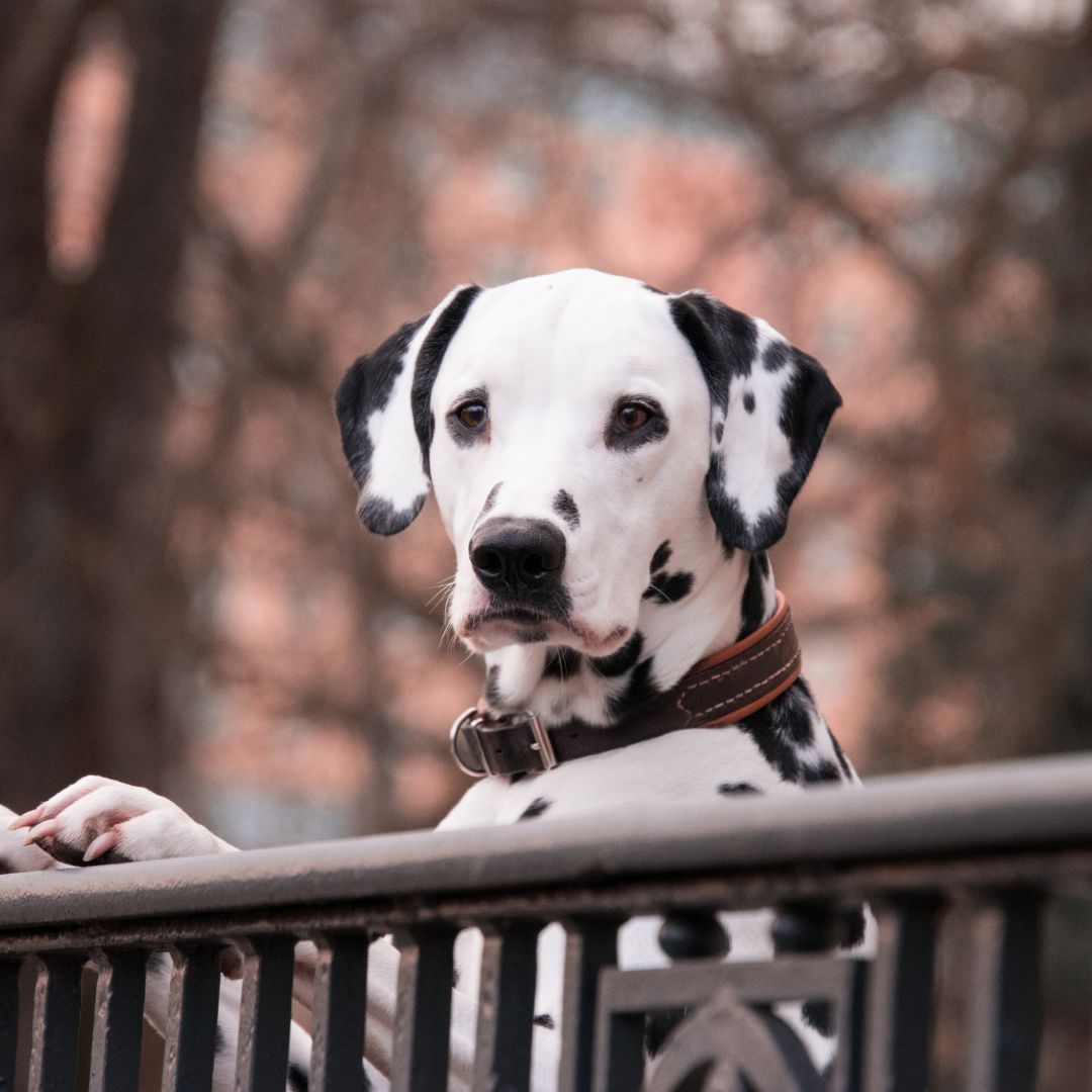 El dálmata, un perro muy especial - Entrevista a @Renethedalmatian