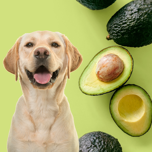 Aguacate ¿alimento prohibido?