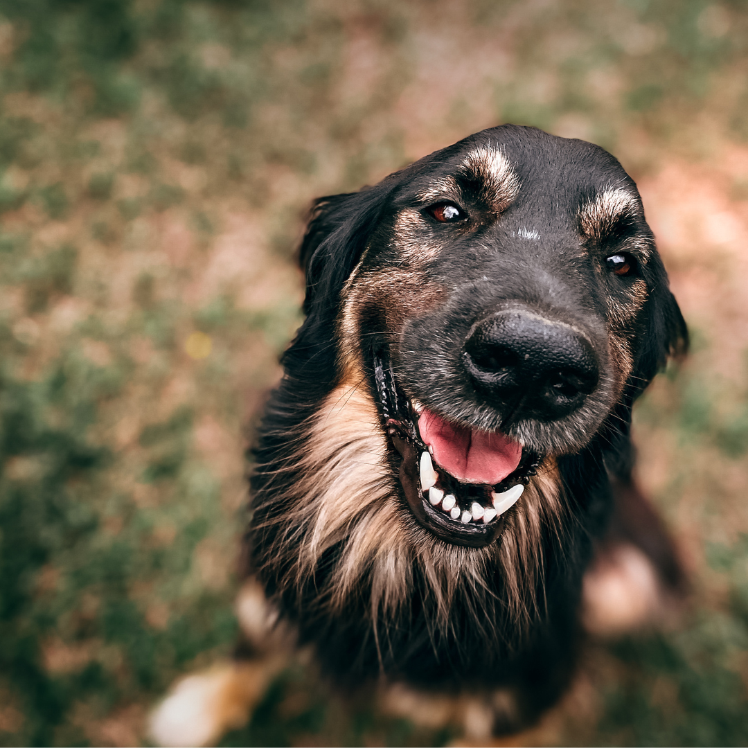 ¿Por qué mi perro me monta la pierna?