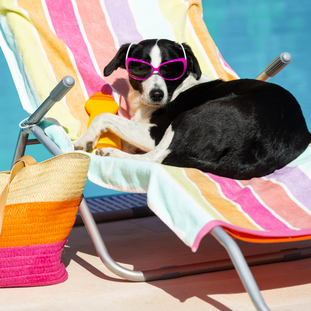 ¿Por qué mi perro no come en verano?