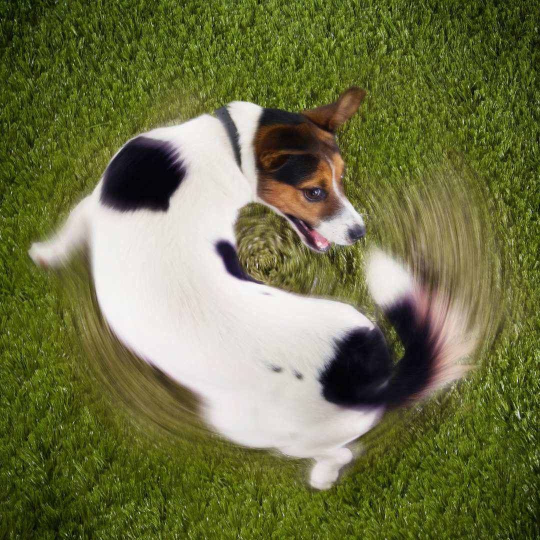 ¿Por qué mi perro se persigue o muerde la cola?