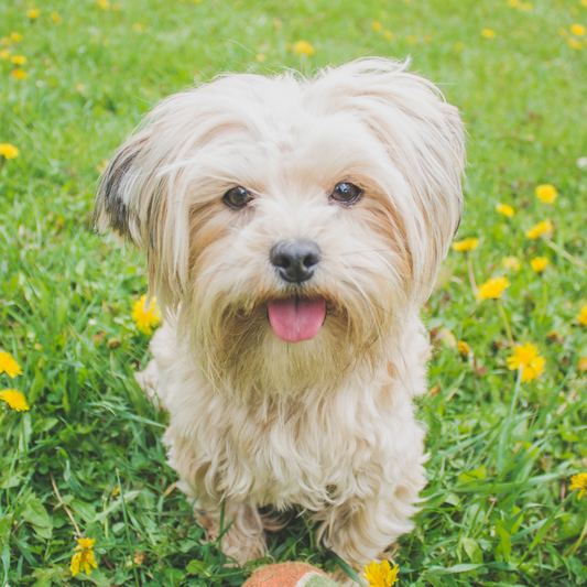 ¿Por qué los perros comen hierba?