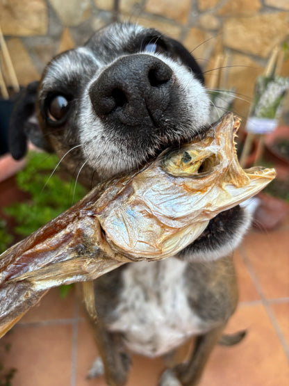 Pescadilla o Merlán
