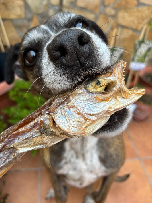 Pescadilla o Merlán