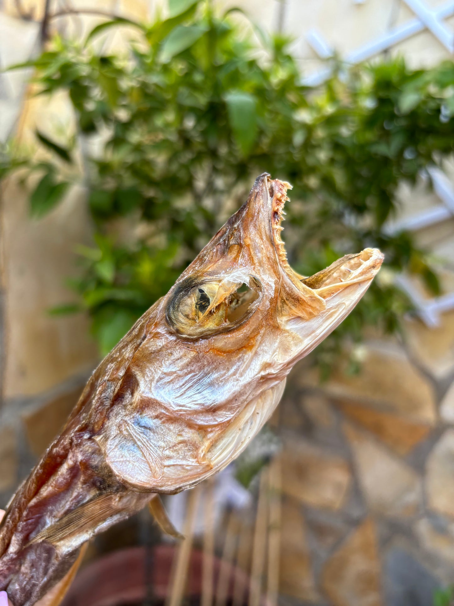 Pescadilla o Merlán