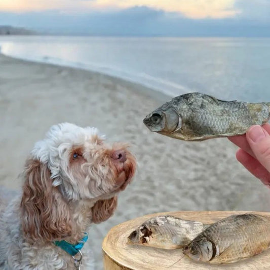 Snack natural Carpa cruciana para perros y gatos (pescado)
