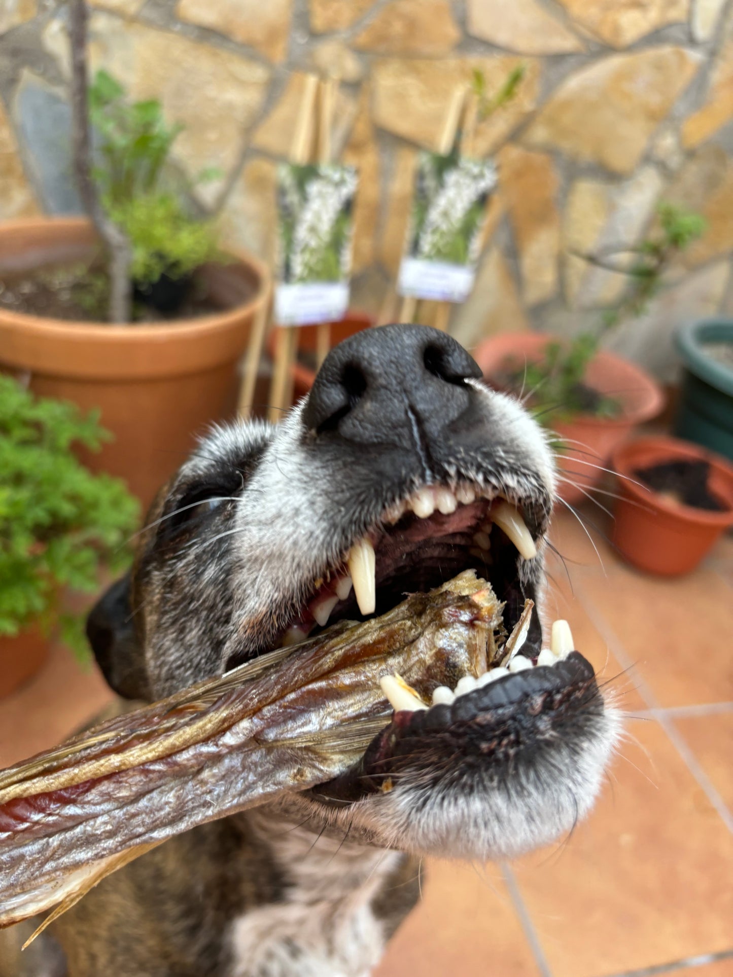 Pescadilla o Merlán