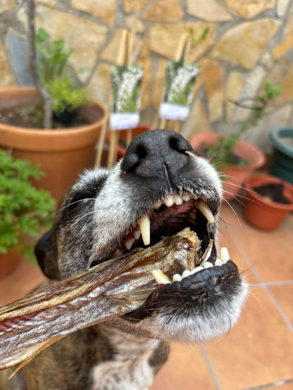 Pescadilla o Merlán