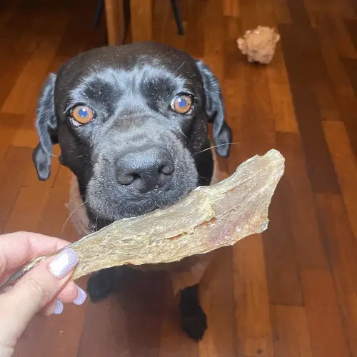 Filete de merluza, snack natural para perros