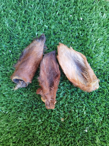 Oreja de caballo con pelo