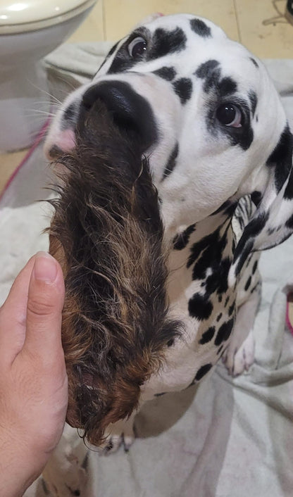 Oreja de caballo con pelo