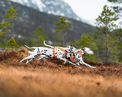 Non Stop Dogwear - Line Harness 5.0