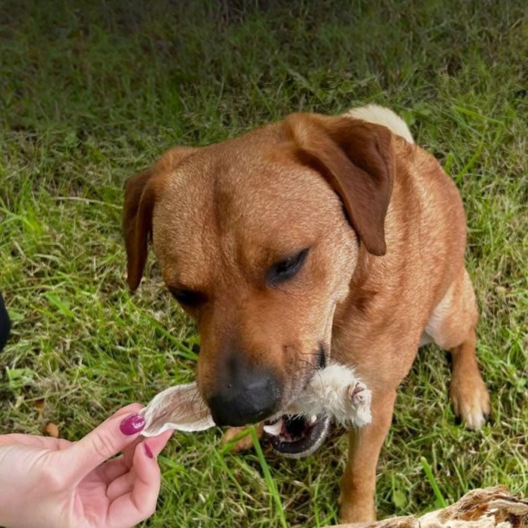 Oreja de conejo con pelo 500g