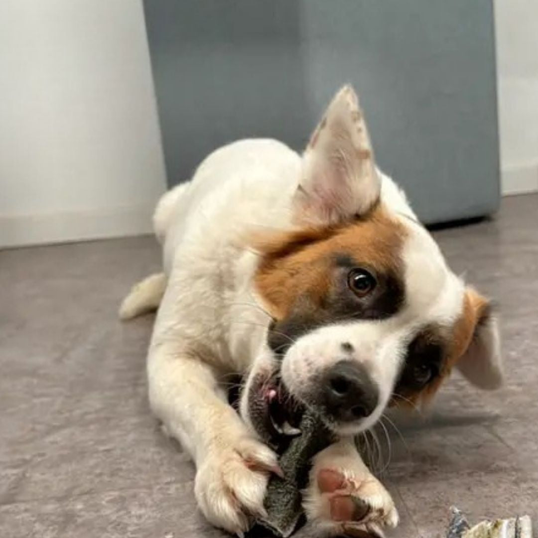 Piel de salmón para perros y gatos snack natural de pescado