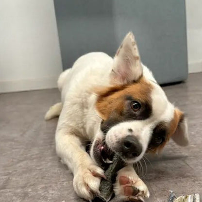 Piel de salmón para perros y gatos snack natural de pescado