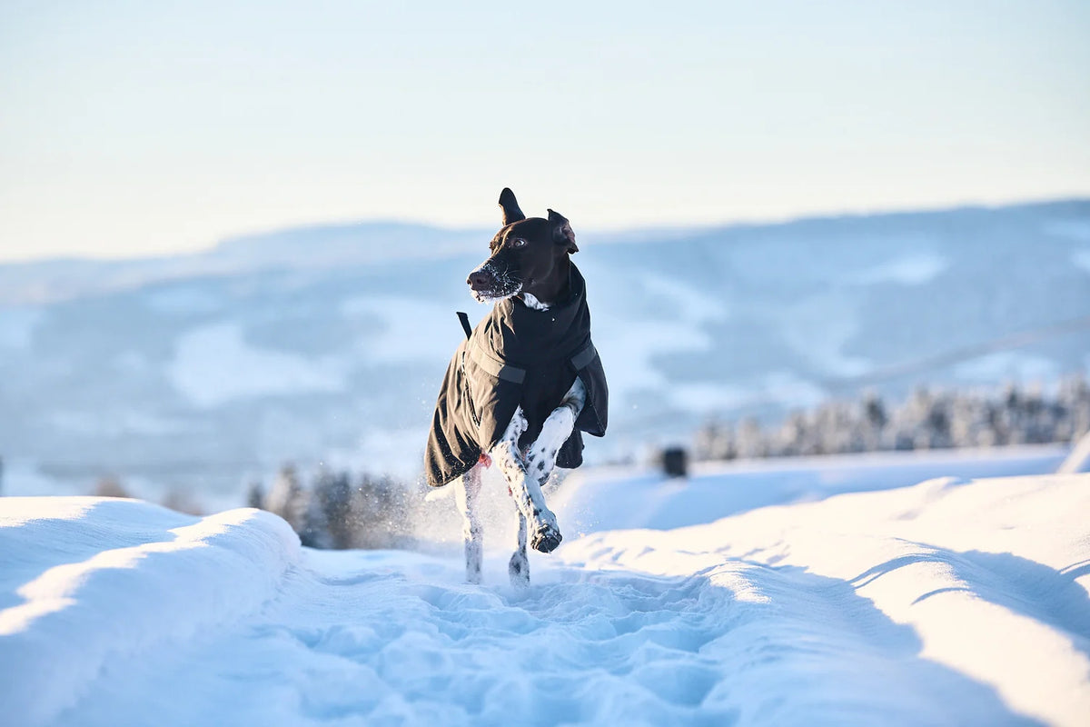 NON STOP DOGWEAR Trekking insulated dog jacket