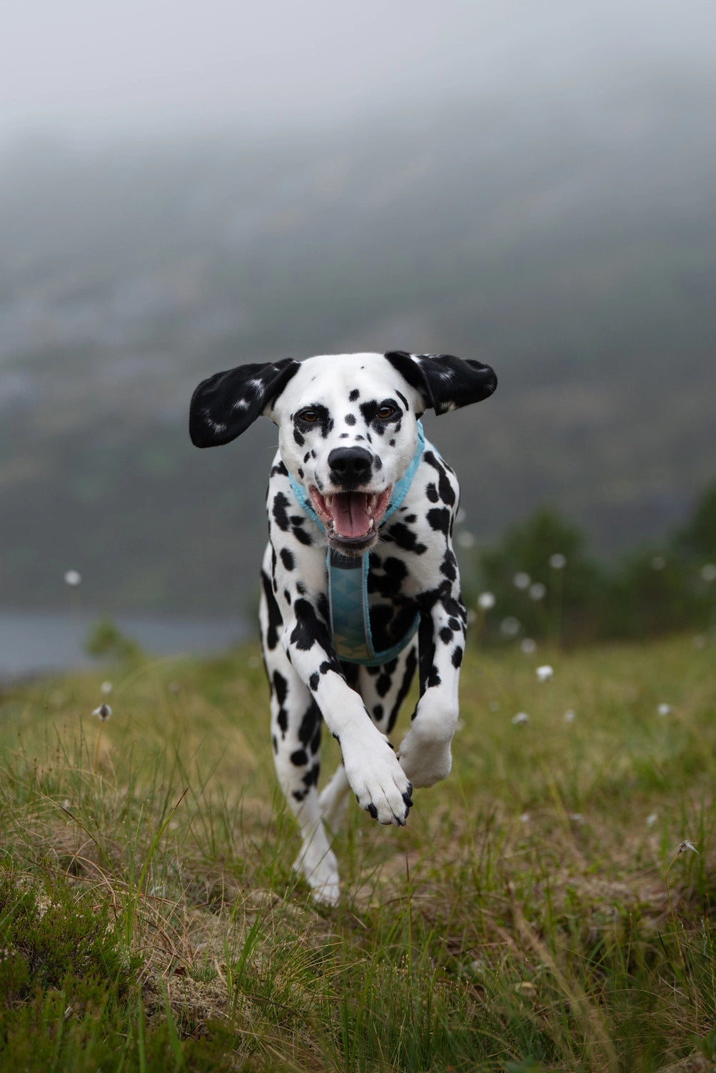 NON STOP DOGWEAR Trekking line harness CLIP'N™