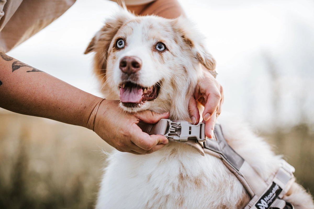 NON STOP DOGWEAR Trekking line harness CLIP'N™