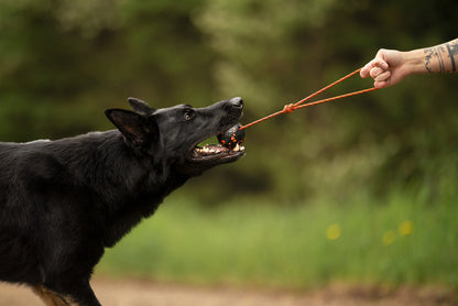 NON STOP DOGWEAR Dog ball on rope