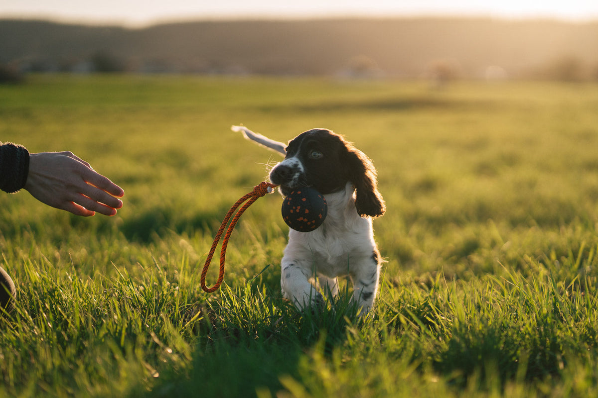NON STOP DOGWEAR Dog ball on rope