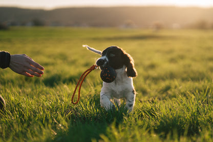 NON STOP DOGWEAR Dog ball on rope