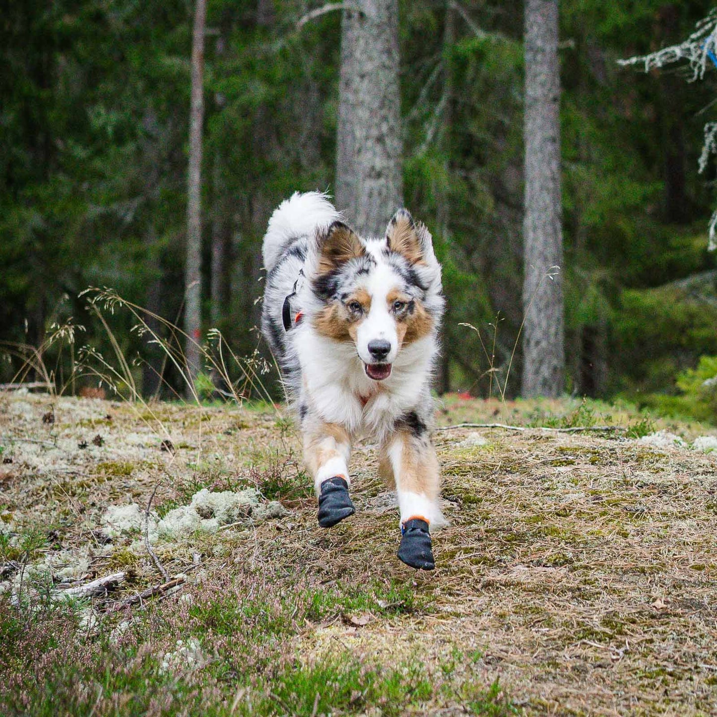 Non Stop Dogwear - Botín Protector