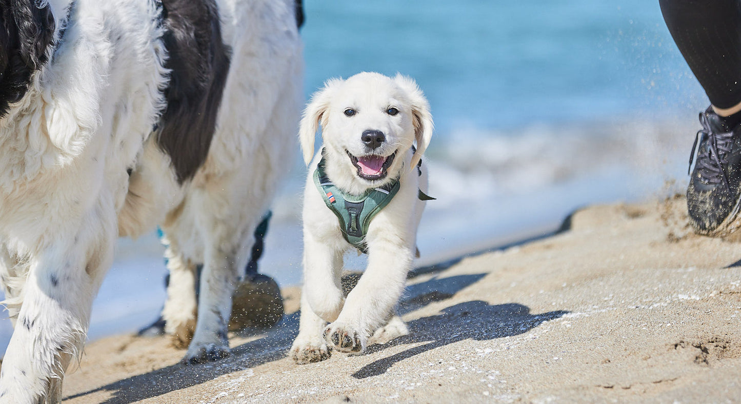 Non Stop Dogwear - Ramble Harness