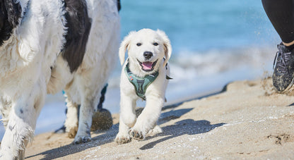 Non Stop Dogwear - Ramble Harness