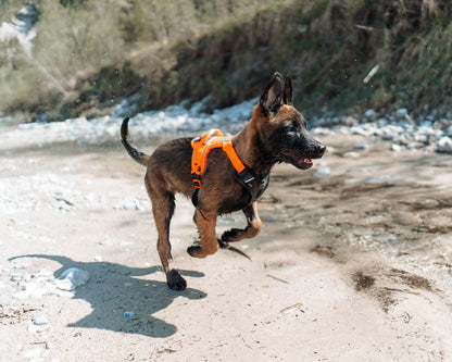 Non Stop Dogwear - Ramble Harness