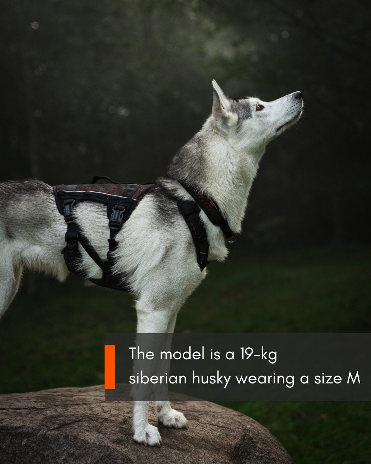 Non Stop Dogwear - Rock Harness long acolchado