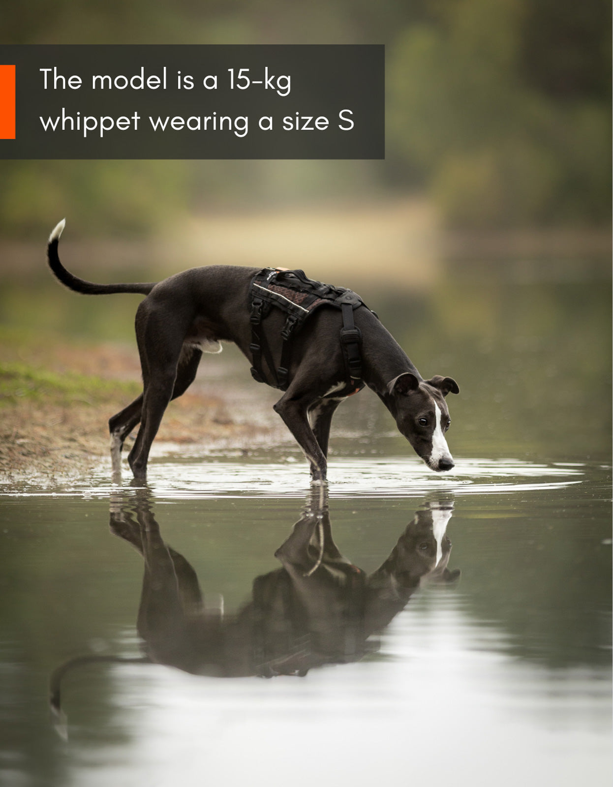 Non Stop Dogwear - Rock Harness long acolchado