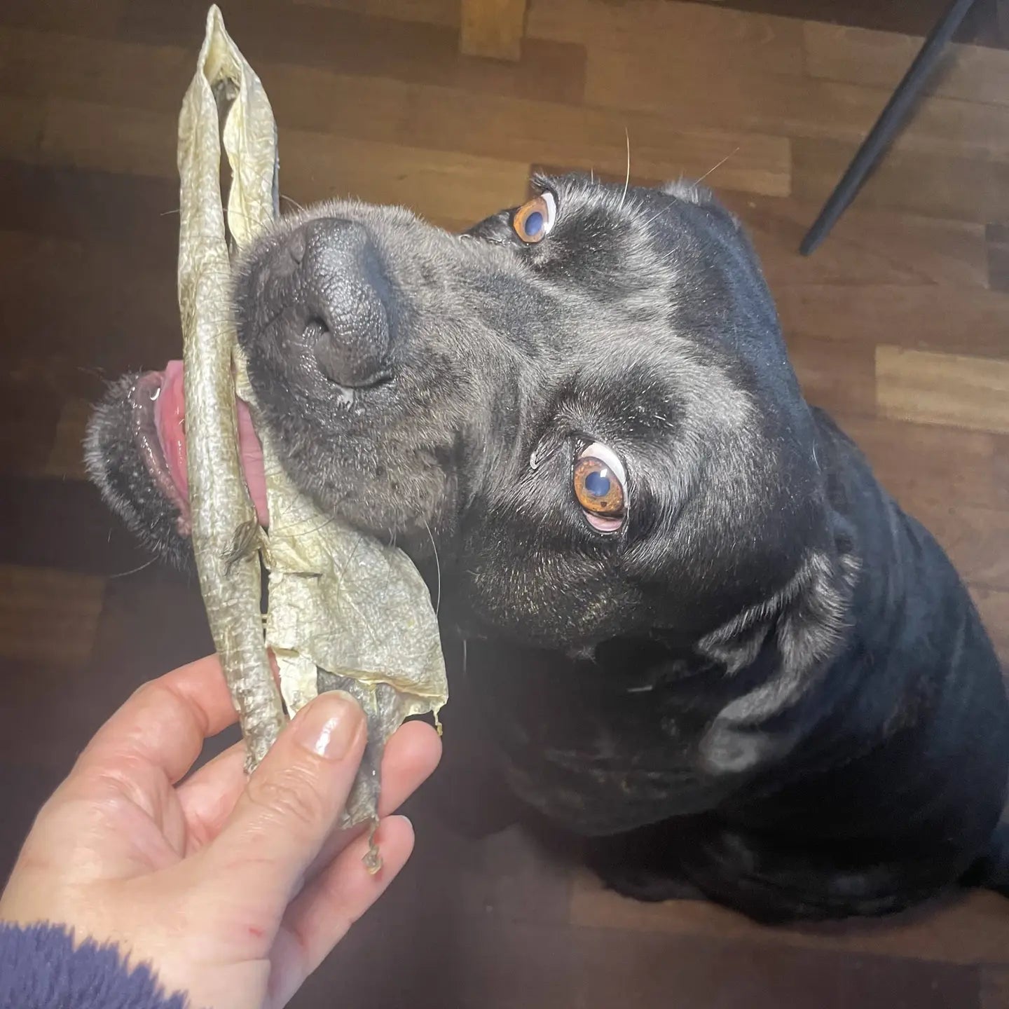 Piel de bacalao Snack natural de pescado para perros