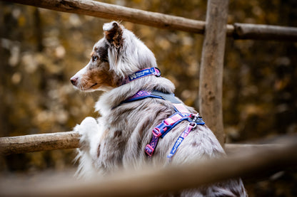 Non Stop Dogwear - Line harness 5.0 Rachel Pohl edition